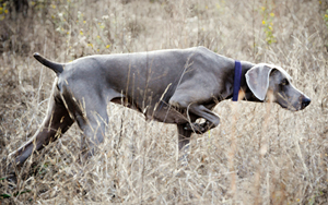weimaraner