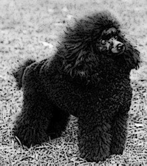 black poodle