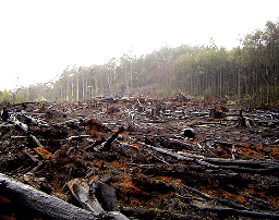 deforested slope