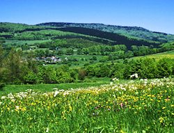 field
