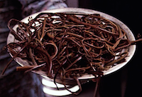 worms