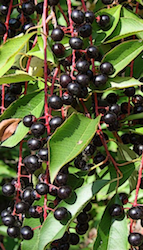 black cherries