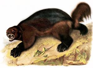 animal